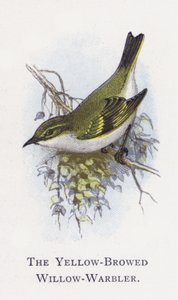 Der Gelbbrauenlaubsänger von Alexander Francis Lydon