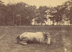 Ist das der Tod - Schlachtfeld von Antietam, September 1862, 1862 von Alexander Gardner
