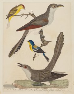 Carolina-Kuckuck, Schwarzschnabelkuckuck, Blau-Gelb-Rücken-Waldsänger und Gelb..., veröffentlicht 1808-1814