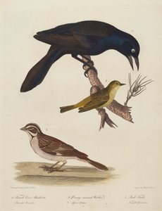 Weibliche Krähe, Orange-Kronen-Waldsänger, Lerchenfink