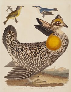 Präriehuhn, Blaugrüner Waldsänger und Nashville-Waldsänger, veröffentlicht 1808-1814 von Alexander Lawson