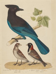Stellars Jay, Lapplandspornammer und Weibchen von Alexander Lawson
