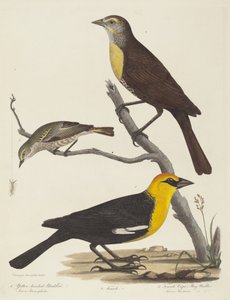 Gelbkopf-Schwarzvogel, Weiblicher Schwarzvogel und Weiblicher Cape-May-Waldsänger von Alexander Lawson