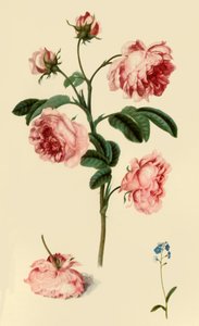 Rosa Provincialis und Vergissmeinnicht