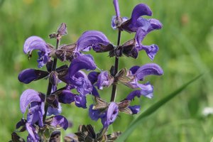Wildblume