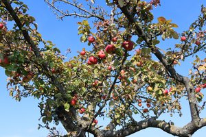 rote Früchte