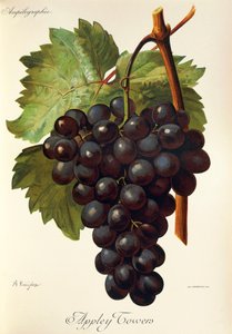 Appley Towers Traube. Illustration von A. Kreyder, Pessione, aus Traite General de Viticulture. Ampelographie von Alexis Kreyder