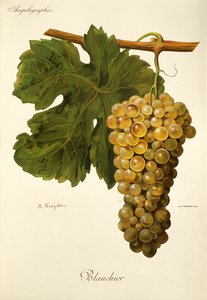 Blanchier-Traube von A. Kreyder von Alexis Kreyder