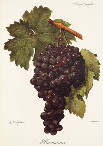Buonamico-Traube von Alexis Kreyder