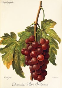 Chasselas Rose Salomon Traube