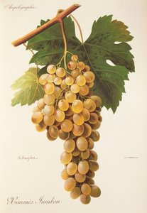 Himenes-Jumbon-Traube von Alexis Kreyder