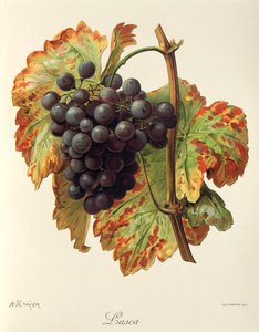Lasca-Traube