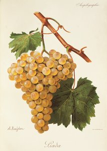 Liada-Traube von Alexis Kreyder