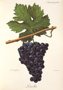 Lourella-Traube von A. Kreyder von Alexis Kreyder