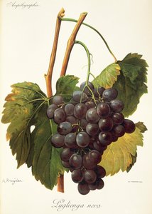 Luglienga Nera-Traube