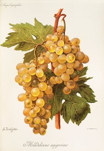 Madeleine Angevine-Traube von Alexis Kreyder