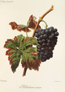 Madeleine Noire-Traube