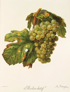 Meslier Hatif Traube von A. Kreyder von Alexis Kreyder