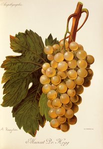 Muscat Dr. Hogg Traube von A. Kreyder von Alexis Kreyder