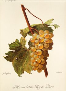 Muscat-Hatif-du-Puy-de-Dome-Traube von Alexis Kreyder