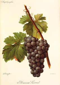 Muscat Lierval-Traube von Alexis Kreyder