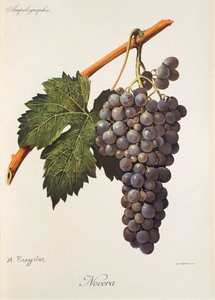 Nocera-Traube von Alexis Kreyder