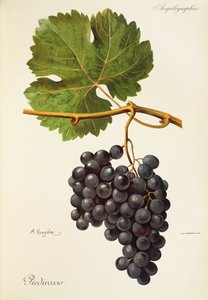 Piedirosso-Traube von A. Kreyder von Alexis Kreyder
