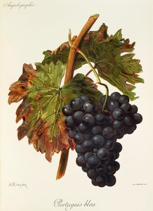 Portugiesisch Blau-Traube