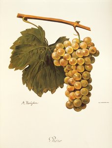 Reze-Traube von A. Kreyder von Alexis Kreyder