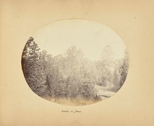 Wälder im Juni