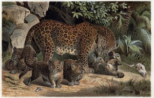 Panther und seine Jungen - Panthera, aus „Brehms Tierleben“ (Gravur)