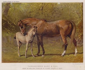 Vollblutstute und Fohlen von Alfred Chantrey Corbould
