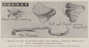 Eine Bedrohung für das All-British-Kabel, der Teredo, ein Weichtier, das in Unterseekabel frisst von Alfred Hugh Fisher