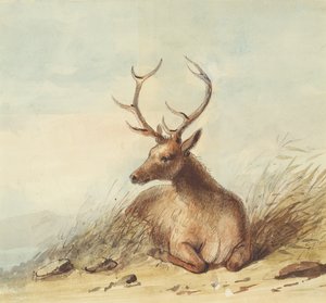 Elch, Rocky Mountains, ca. 1837