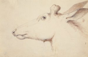 Elch, ca. 1837 von Alfred Jacob Miller