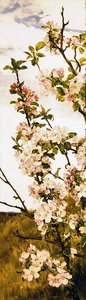 Apfelblüte