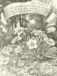 Blasse Primeln von Alfred Parsons
