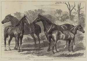 Preispferde in der Ausstellung in der Agricultural Hall von Alfred Sheldon Williams