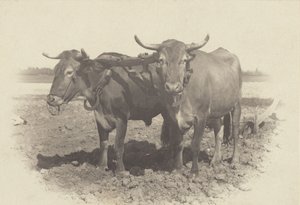 Ein Idyll von Alfred Stieglitz