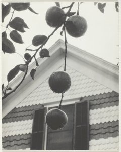 Giebel und Äpfel von Alfred Stieglitz