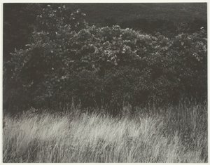 Hecke und Gräser - Lake George