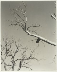 Der sterbende Kastanienbaum—Mein Lehrer von Alfred Stieglitz