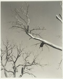 Der sterbende Kastanienbaum—Mein Lehrer, 1927 von Alfred Stieglitz