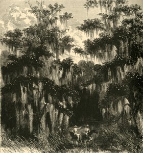 Magnolia-Sumpf, 1872