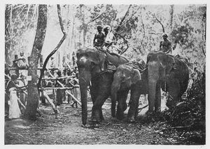 Elefanten-Kraaling in Ceylon - Nicht mehr frei, um 1890, 1910