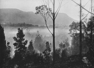 Der frühe Morgennebel steigt in Nuwara Eliya, ca. 1890, 1910 von Alfred William Amandus Plate