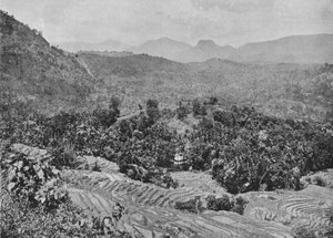 Blick auf Reisfeld vom Kadugannawa-Pass, um 1890