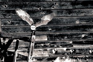 In der Luft, aus der Serie Schleiereule, 2018