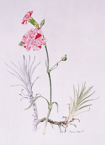 Alte Sorte von Dianthus, 1997 von Alison Cooper