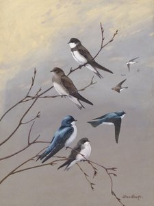 Schwalbe von Allan Brooks von Allan Brooks